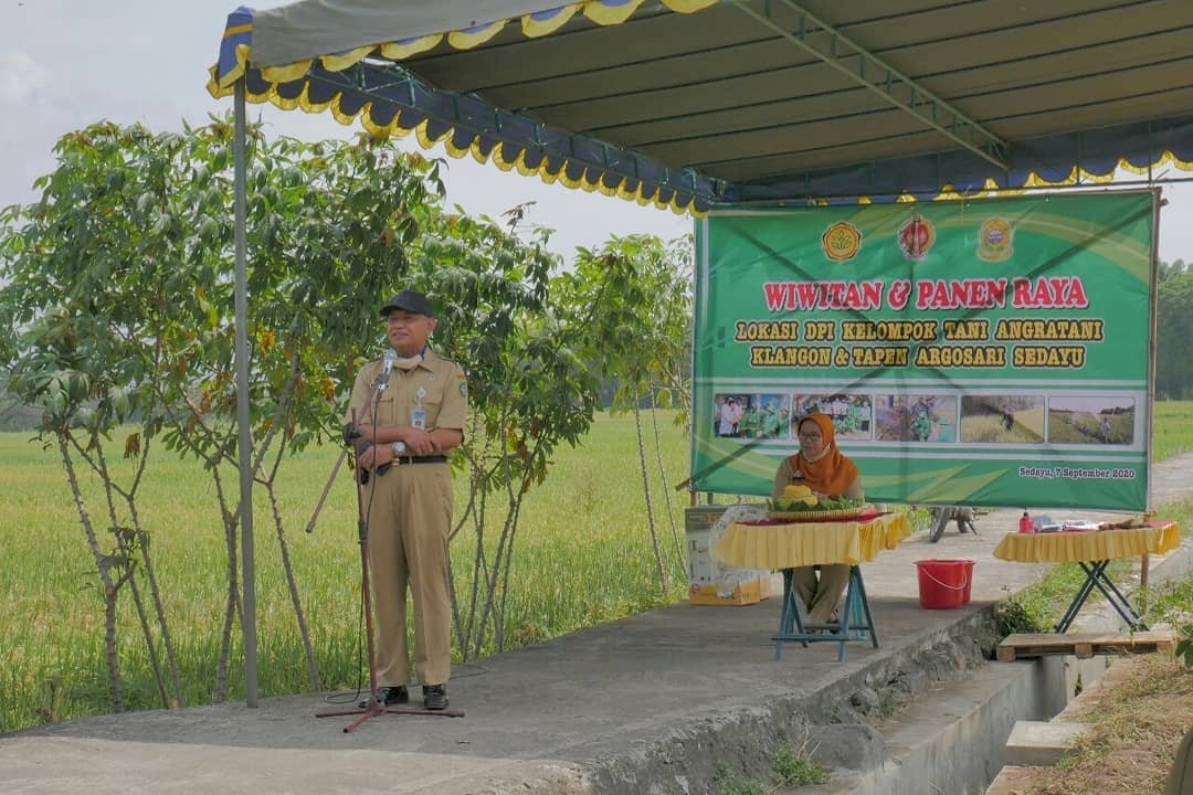 Wiwitan dan Panen Raya Lokasi DPI Kelompok Tani Agratani Klangon