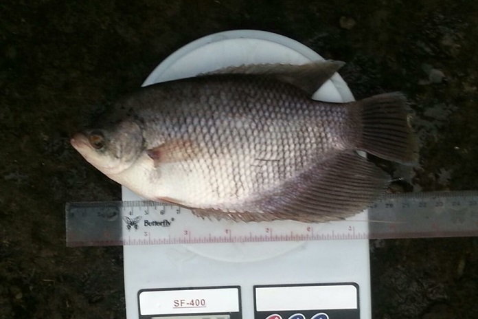 Cara Mengirim Gurami yang Benar agar Ikan Tidak Mudah Mati