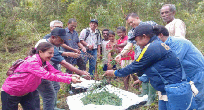 Hilirisasi Benih Unggul Kayuputih Berbasis Kelompok Tani
