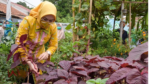 Hibar Eco Village Malang Nengah Menjadi Bukti Sayuran Tidak Hanya Tumbuh di Dataran Tinggi