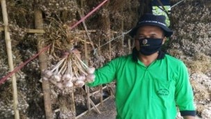 Potensi Pacet Sebagai Wilayah Pengembangan Kawasan Bawang Putih Nasional