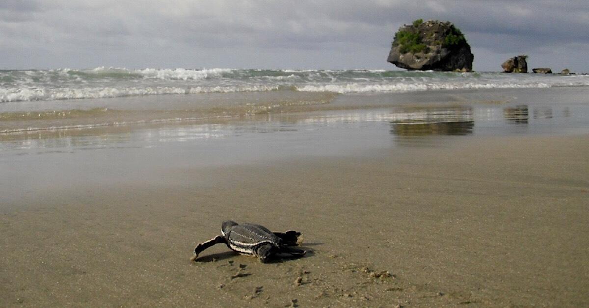 Bisnis Penyu Tempo Dulu