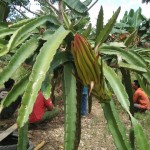 Pandemi, Petani Buah Naga Kutai Kertanegara Kembali Berproduksi