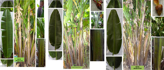 Pisang Abaka Dukung Industri Berbahan Baku Serat Alam