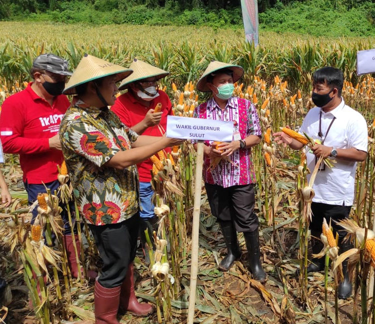 Sulawesi Utara untuk Sentra Jagung Wilayah Indonesia Timur