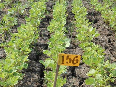 Balitbangtan Siapkan Varietas Kacang Hijau Toleran Salinitas