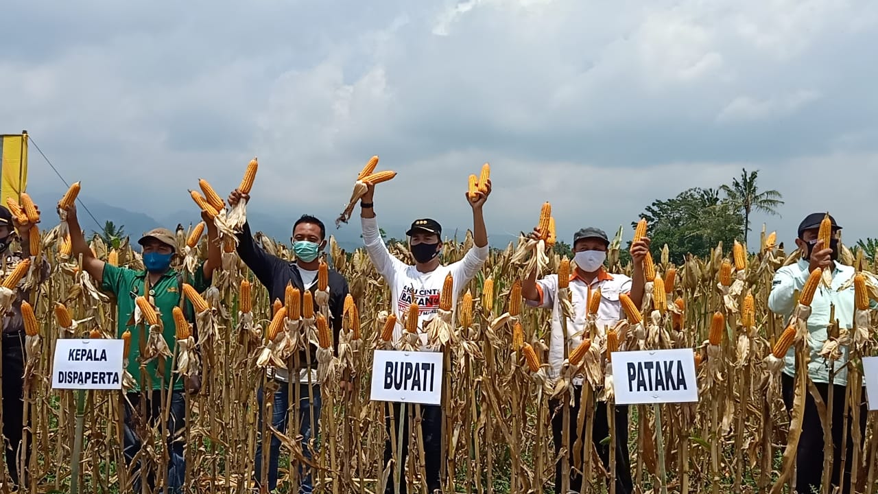 Dorong Produksi Jagung dengan Sistem Tanam Rapat