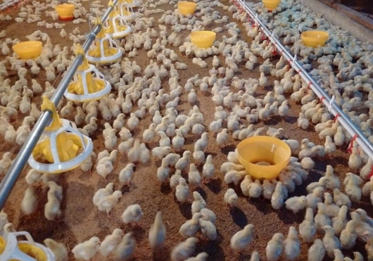 Jaga Stabilisasi Harga Ayam Potong, Kementan Bersama KPPU Awasi Pelaksanaan Kemitraan Usaha Peternak