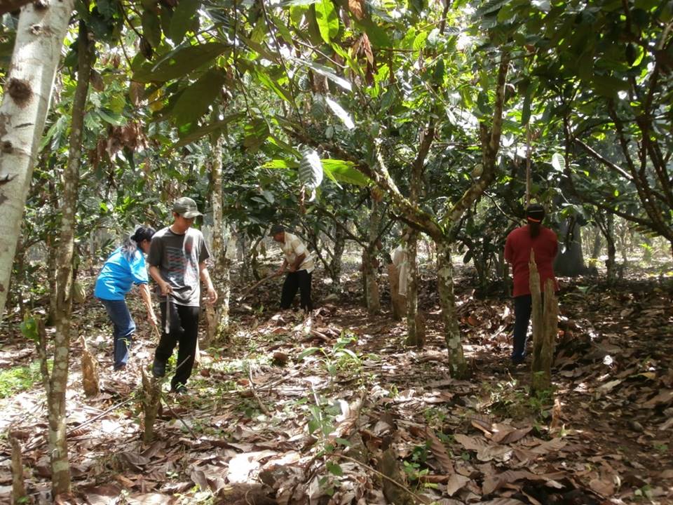 Antisipasi Perubahan Iklim Terhadap Produktivitas Kakao