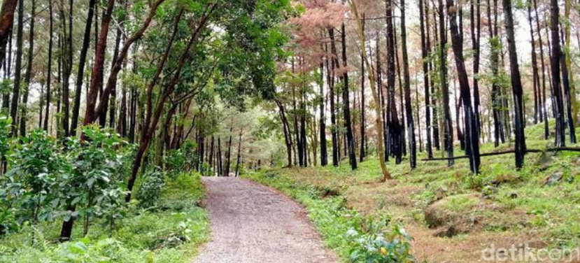 Desa Cawet, Pesona Keindahan Perbukitan di Kabupaten Pemalang