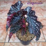 Tanaman Hias, Relaksasi Jiwa Sekaligus Raup Devisa