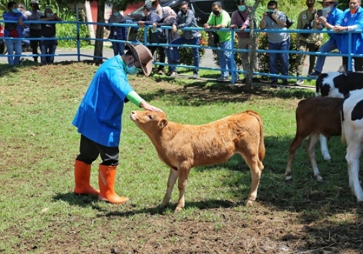 Mentan Berharap Balai Embrio Sapi Unggul Tersebar di Tiap Provinsi