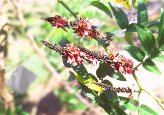 Standarisasi Kualitas Produk, Singosari Lakukan Sertifikasi Benih Indigofera