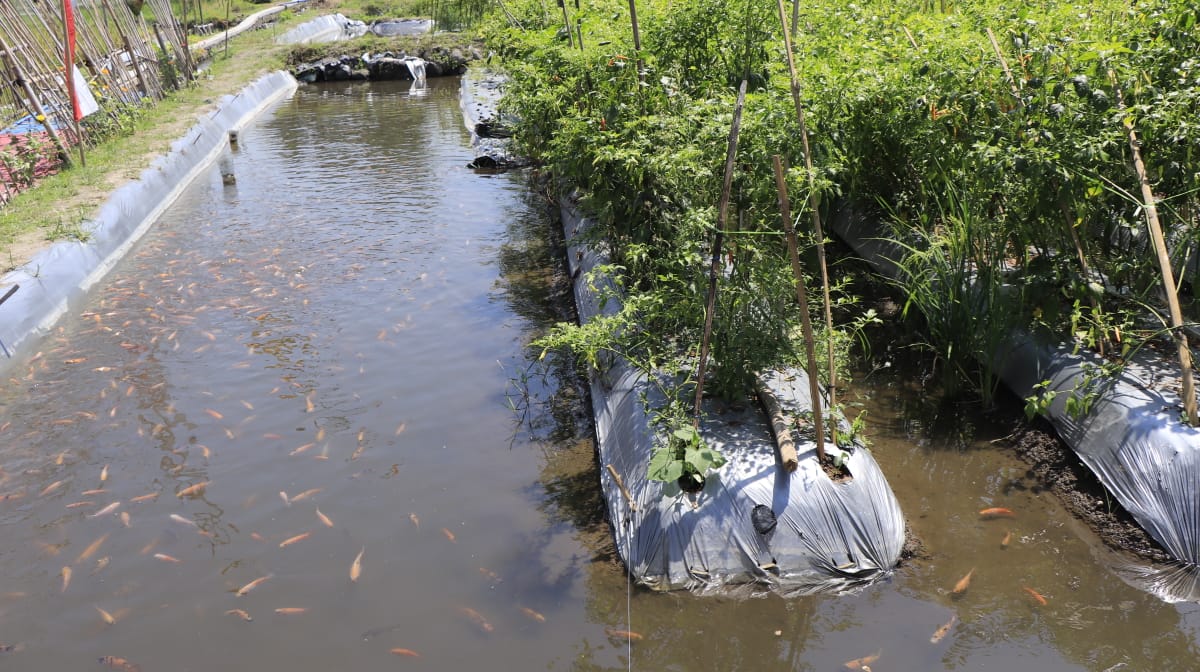 KKP Dukung Prospek MInawisata Pada Lahan Budidaya Ikan Sistem Minapadi