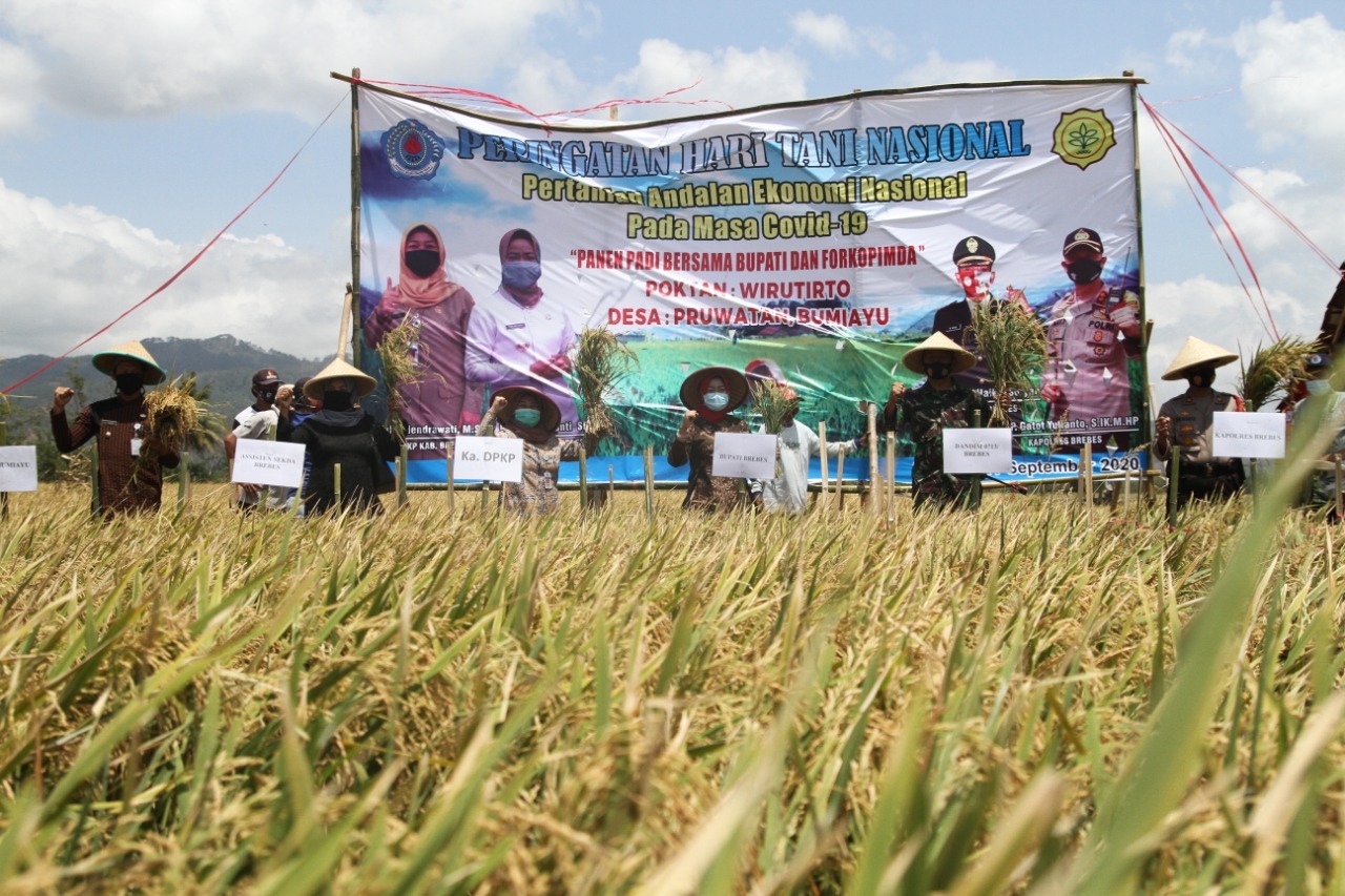 Pertanian Brebes Tak Terimbas Covid-19  