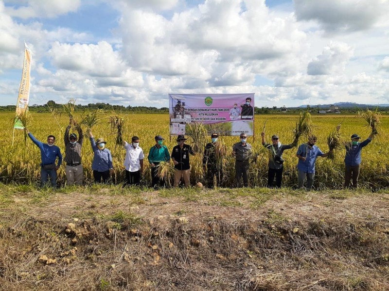 Penangkar Panen Benih di Desa Cipta Graha