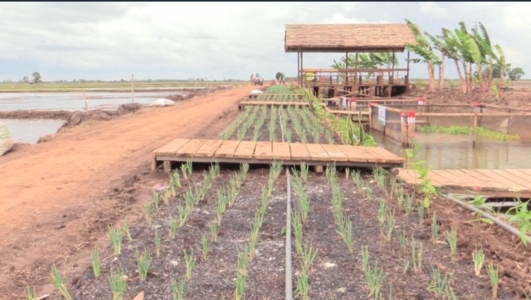 Food Estate Kalteng Sulap Rawa Jadi Kawasan Buah dan Sayur
