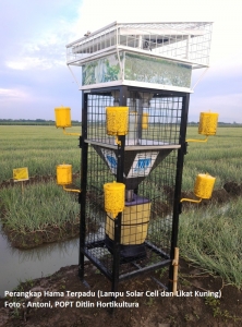 Kementan Intensifkan Program Peningkatan Daya Saing Komoditas Hortikultura dari Hulu