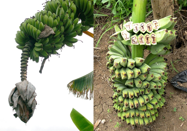 Kenali Penyakit Darah pada Pisang