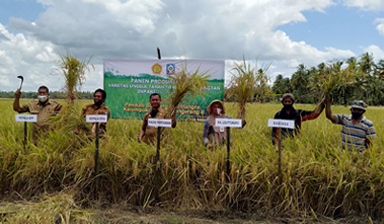 Poktan Massengereng II Produksi Benih Padi Inpari 36 dengan Hasil 9,6 t/ha