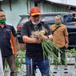 Terbukti Bisa Tumbuh dan Berumbi, Kementan Dorong Pengembangan Bawang Bombai di Dalam Negeri
