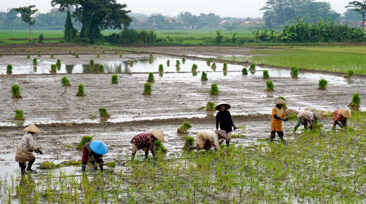 Stok Pangan di Kota Pekalongan Cukup