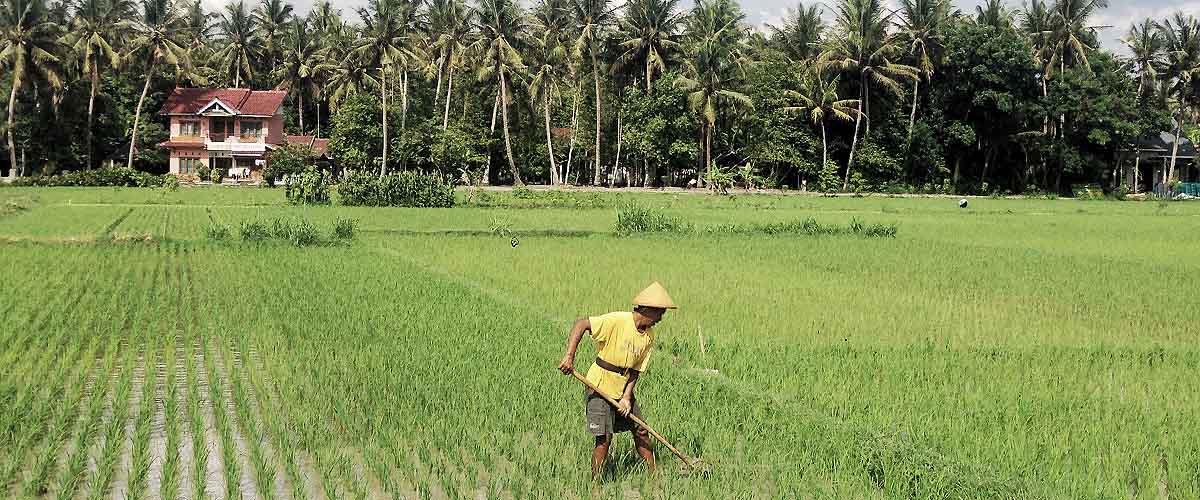 Dari Swasembada Beras ke Swasembada Pangan