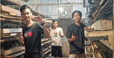 Program Magang bagi Petani Milenial Ternak Puyuh Sudah Bergulir