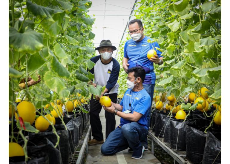 MenkopUKM Fokus Pengembangan Model Bisnis Sektor Pertanian