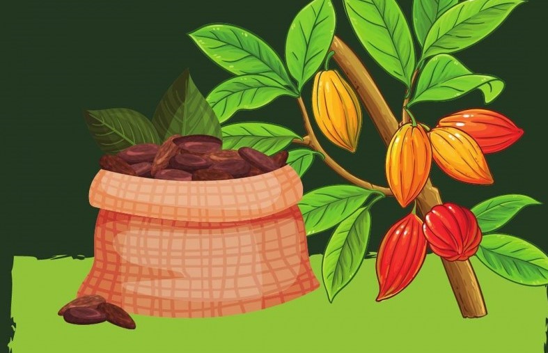 Kakao Berau, Mutiara di Tengah Batu Bara Kaltim