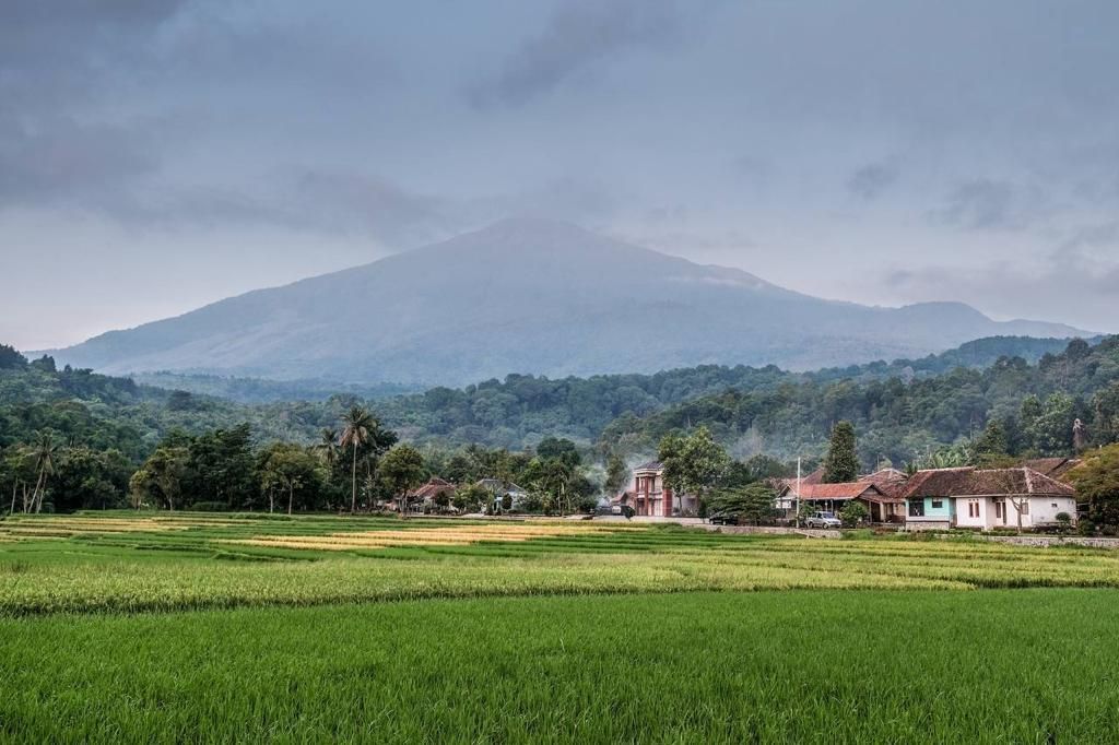 Kampung Domba dan Hijau Sawah Desa Wisata Cibuntu di Kaki Gunung Ciremai