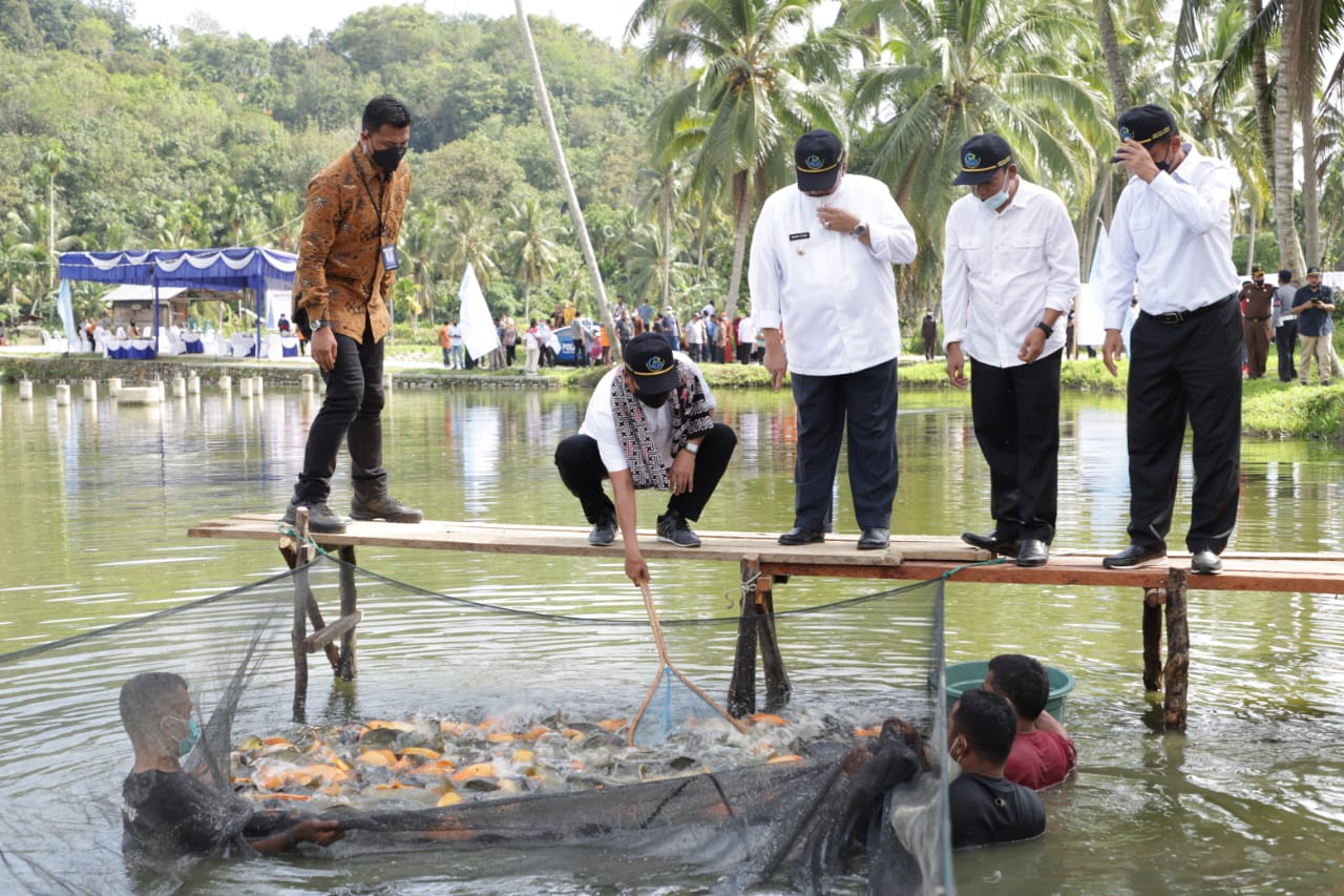 Mustika, Ikan Mas yang Tumbuh Cepat dan Tahan Penyakit 