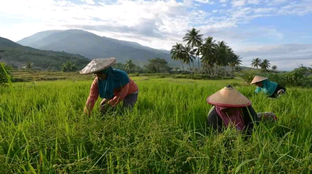 Hadapi PPKM Darurat, Kementan Pastikan Ketersediaan Beras Aman