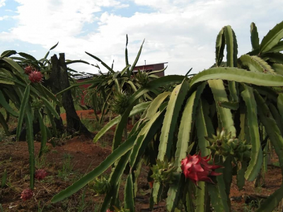 Kementan Perkenalkan Model Kampung Buah Naga Organik Ramah Lingkungan