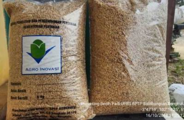 Benih Bersertifikat Kunci Peningkatan Produktivitas