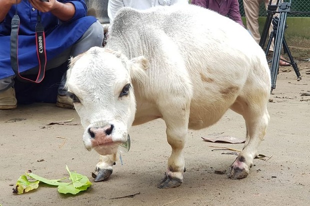 Sapi Terpendek di Dunia Ini Mendadak Jadi Selebriti