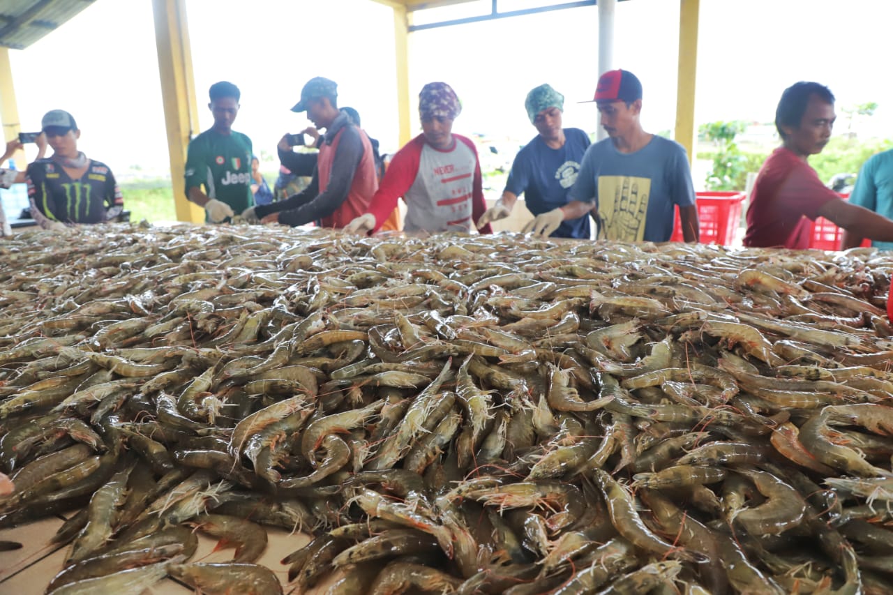 Dorong Udang Vaname Jadi Produk Unggulan Kalteng