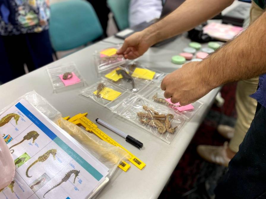 Cegah Kepunahan Spesies, BRIN Dorong Upaya Konservasi Kuda Laut