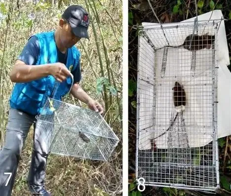 Berita Terkini: BRIN Ingatkan Potensi Kembalinya Wabah Pes di Indonesia