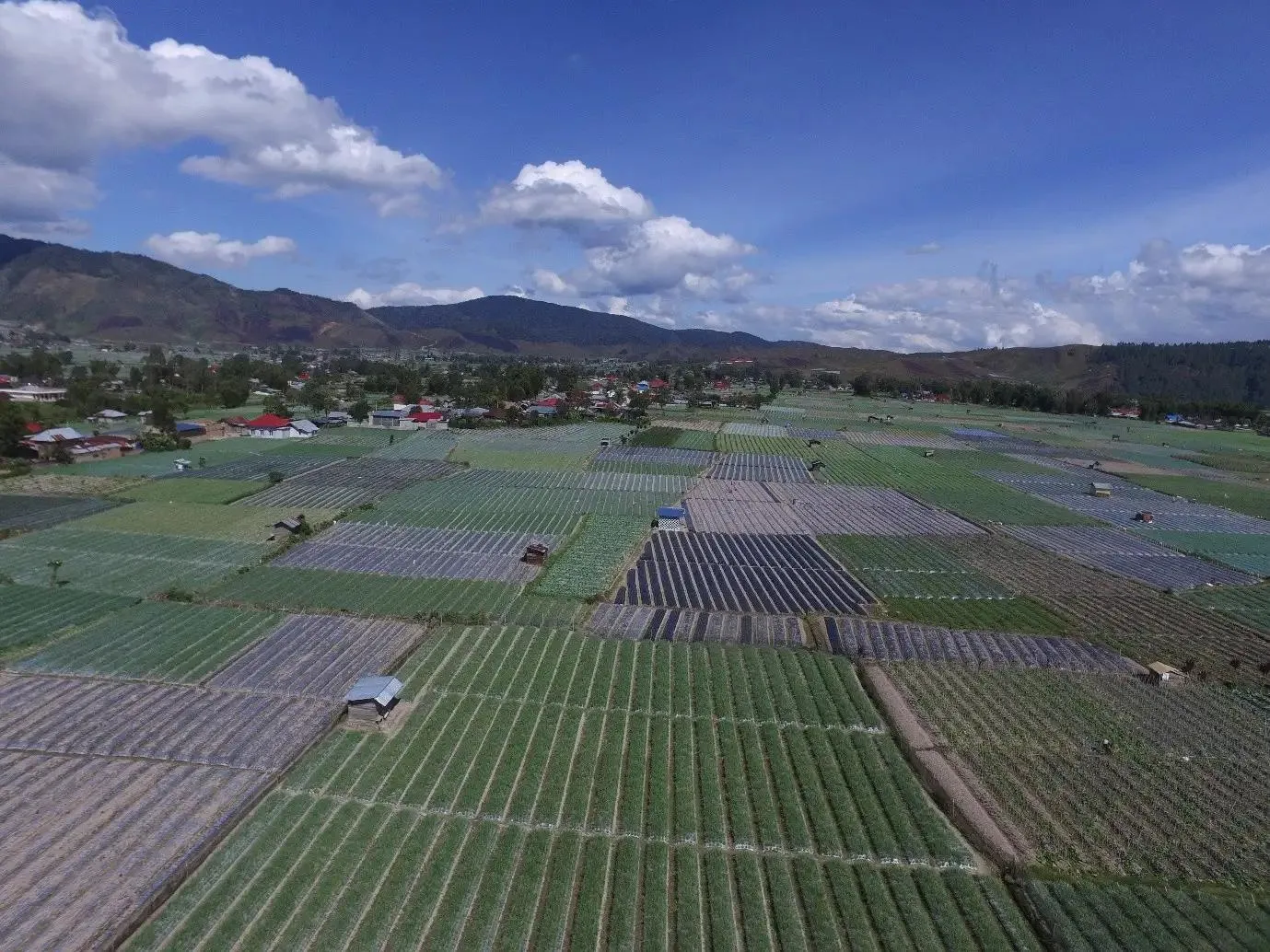 Hadapi Perubahan Iklim, BRIN Kembangkan Strategi Tanam Kentang–Bawang Merah di Solok