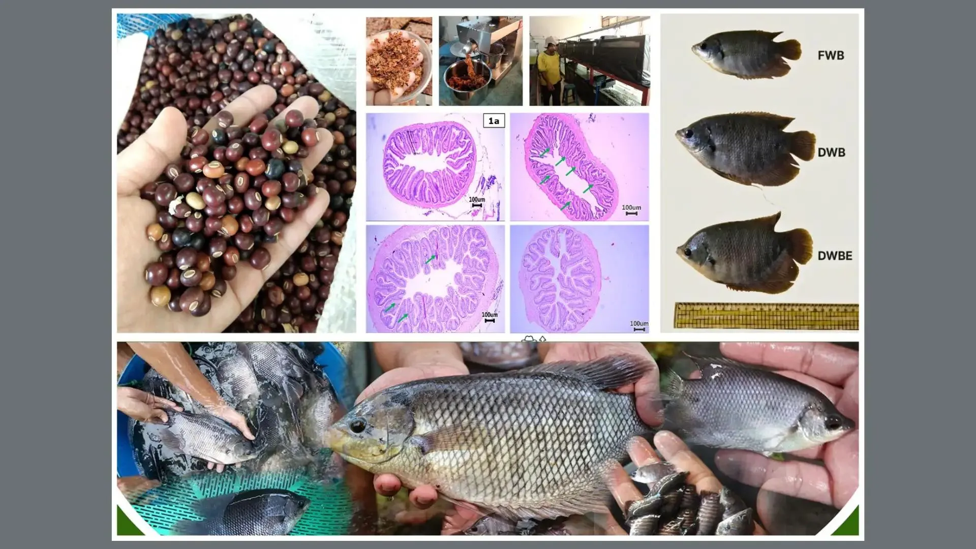 BRIN Kembangkan Pakan Lokal Berbasis Kecipir, Dorong Pertumbuhan Optimal Gurami