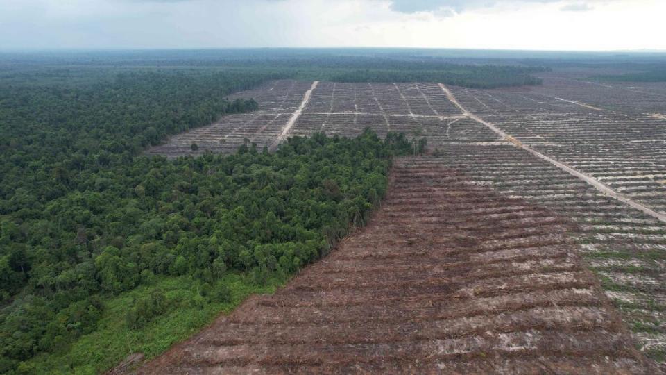 Investigasi Greenpeace Temukan Indikasi Kerajaan Bayangan RGE Ancam Kelestarian Hutan Indonesia
