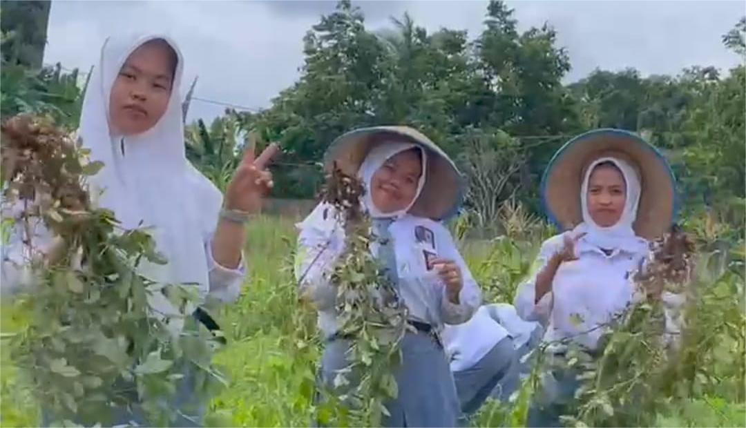 Rona Bahagia Guru dan Siswa SMKN 1 Mendo Barat, Bangka Memanen Kacang Tanah
