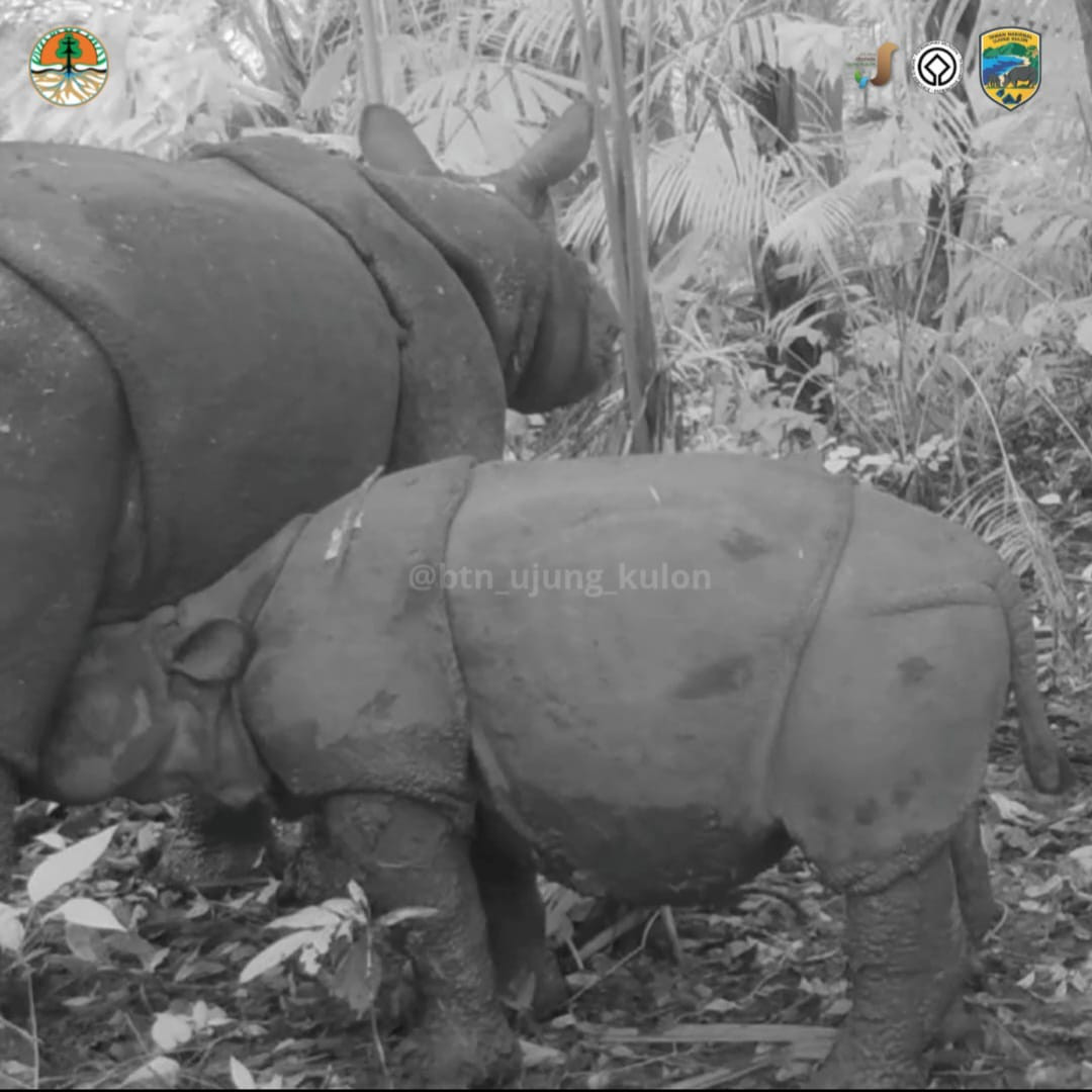 Lucu dan Gemoynya Anak Badak Jawa Menyusu ke Induknya
