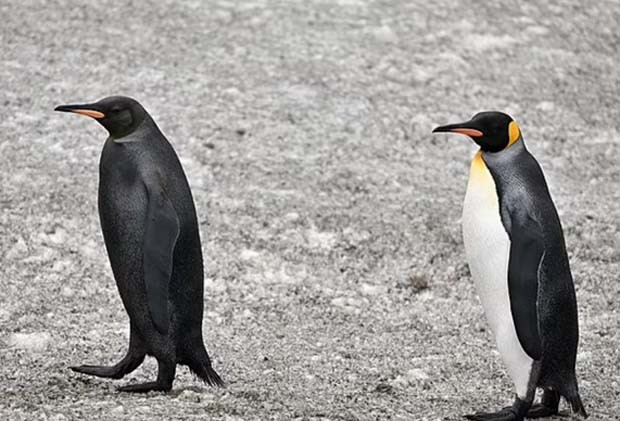 Penampakan Langka Penguin Hitam Akibat Mutasi Genetik