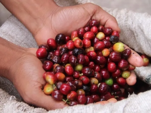 Mulai Desember 2026, Pasar Global Tolak Kopi dari Hasil Merusak Hutan