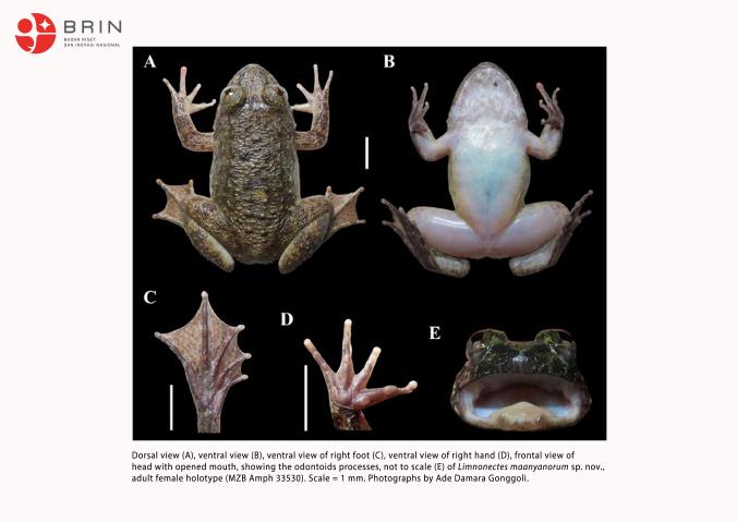 Limnonectes_maanyanorum_sp_nov_dorsalview(1).jpg