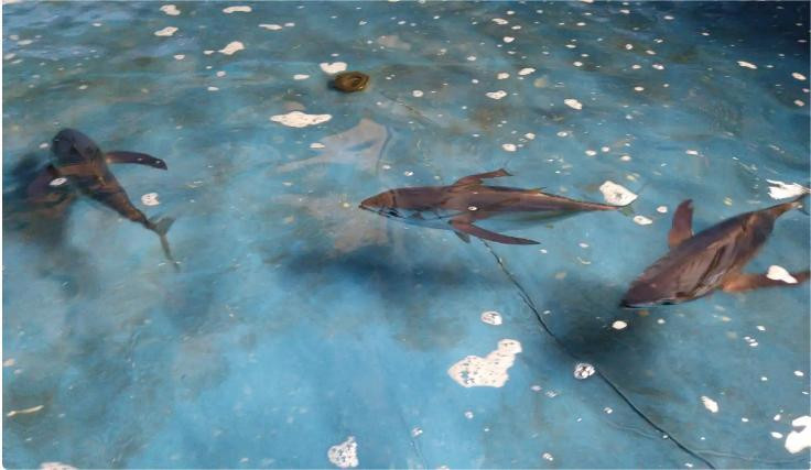 BRIN dan IRD Prancis Teliti Dampak Perikanan Rumpon Tuna Sirip Kuning