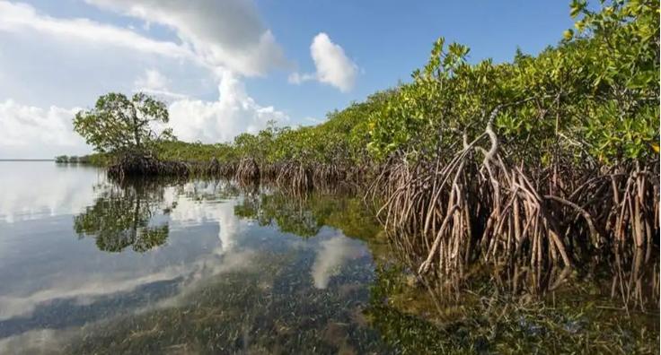 BRIN Manfaatkan Drone LiDAR Pantau Keberhasilan Konservasi Hutan Mangrove