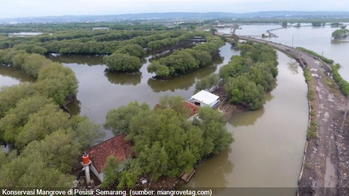 Luas Tutupan Lahan Mangrove di Pesisir Semarang Menurun 10 Tahun Terakhir